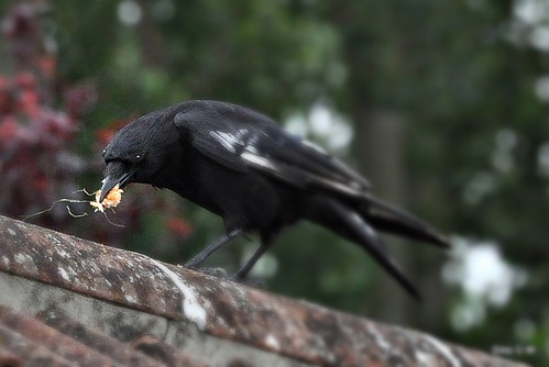 Odd looking Crow | by Diko G.W.