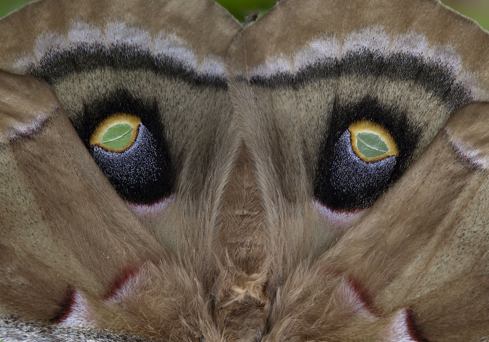The face of polyphemus | Wing detail from an Antherea polyph… | Flickr
