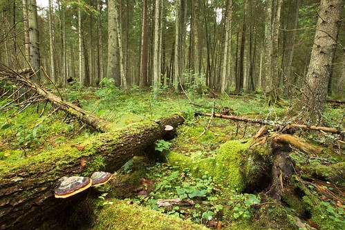 hiiumaa tihu tihunaturereserve tihulooduskaitseala forest mets
