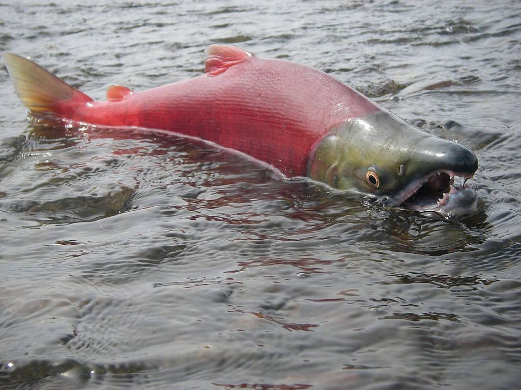 July 2010, Spawning male sockeye, Sockeye salmon get their …