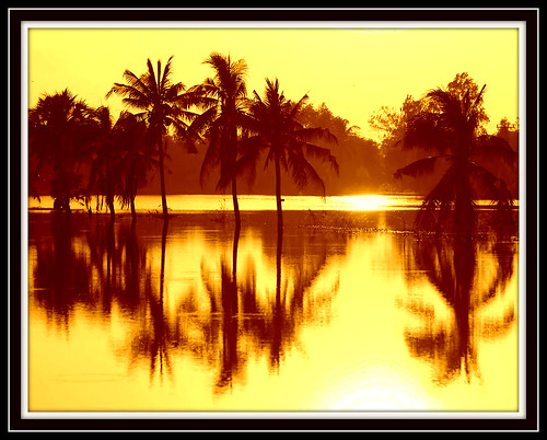 reflection nature thailand palmtree suphanburi songphinong thaipixwildlifephotography sunsetandsunrice