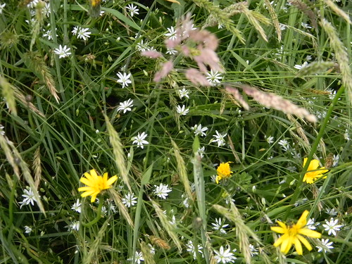 Wildflower meadow Valewood Park Haslemere to Midhurst