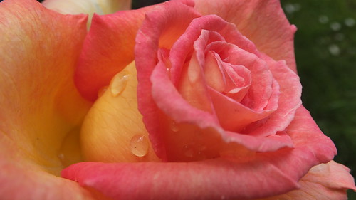 ireland irish plant flower macro rose closeup garden droplets petals colours fuji sweet smell finepix raindrops northernireland waterdrops tyrone benburb exr sooc f770 coth5 sunrays5 glendahall