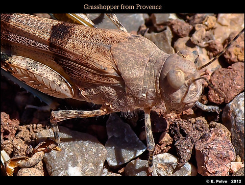 rocks stealth grasshopper provence criquet labouverie olympusomdem5voigtlander125mmf25apolantharlabouverievacancesvacation2012summer