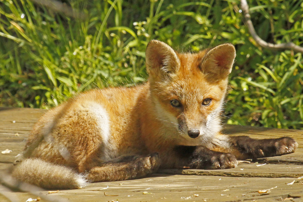 Red Fox