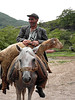 Náhorní Karabach – beran se veze na porážku, foto: Josef Peterka