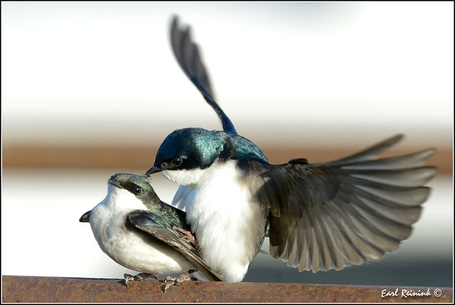 Tree Swallows mating (201205110-0389)