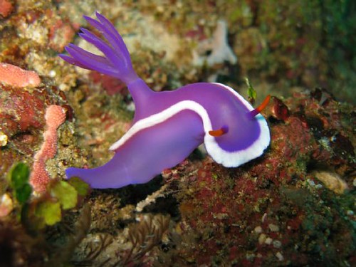 Diving Malesia