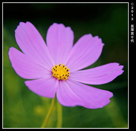 紫い花／Purple Flowers