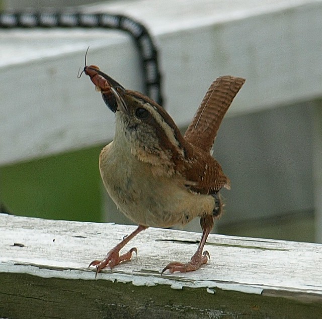 Carolina Wren with insect in mouth