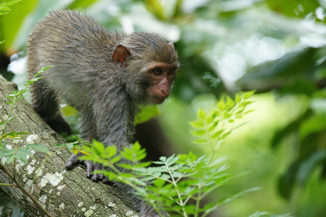 Formosan Rock Macaque (Macaca cyclopis)