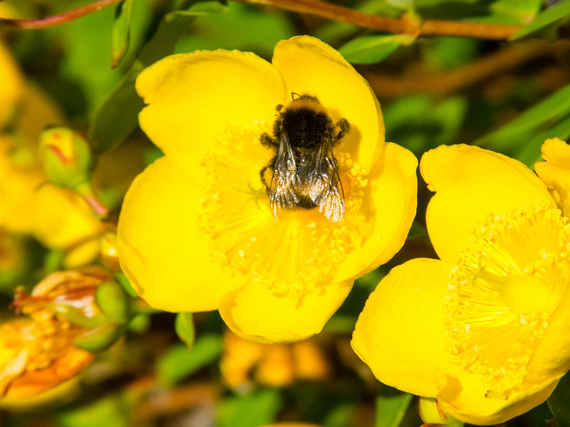 Bumble bee feeding on St Johns wort