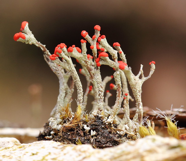 Cladonia sp. (cup lichen; family Cladoniaceae)