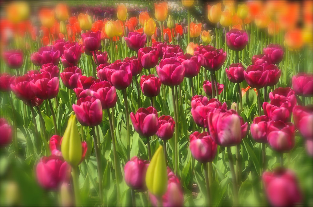 Tulips Too | nebulous 1 | Flickr