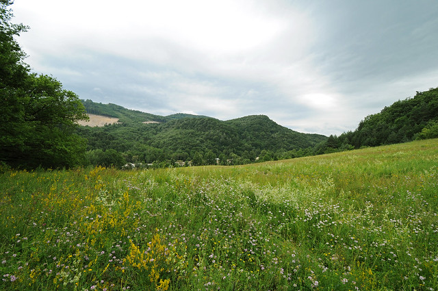 Mid Slovakia meadow