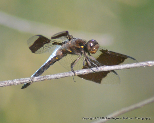 nature dragonflies wildlife macrophotography pondlife commonwhitetaildragonfly dragonfliesanddamselflies malecommonwhitetaildragonfly nikond5100 rvranchkeenetexas commonwhitetaildragonflyplathemislydia alsoknownaslongtailedskimmer