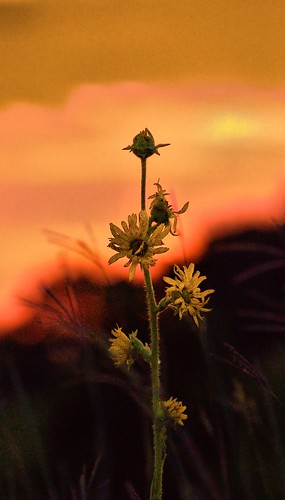 flowers sunset minnesota stateparks southernminnesota