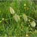 Flickr photo 'Rabbitfoot grass' by: Tony Frates.