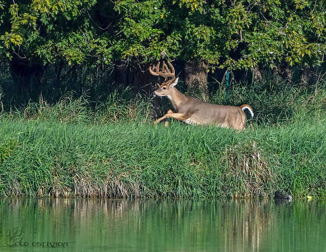 Whitetail Buck across the river.