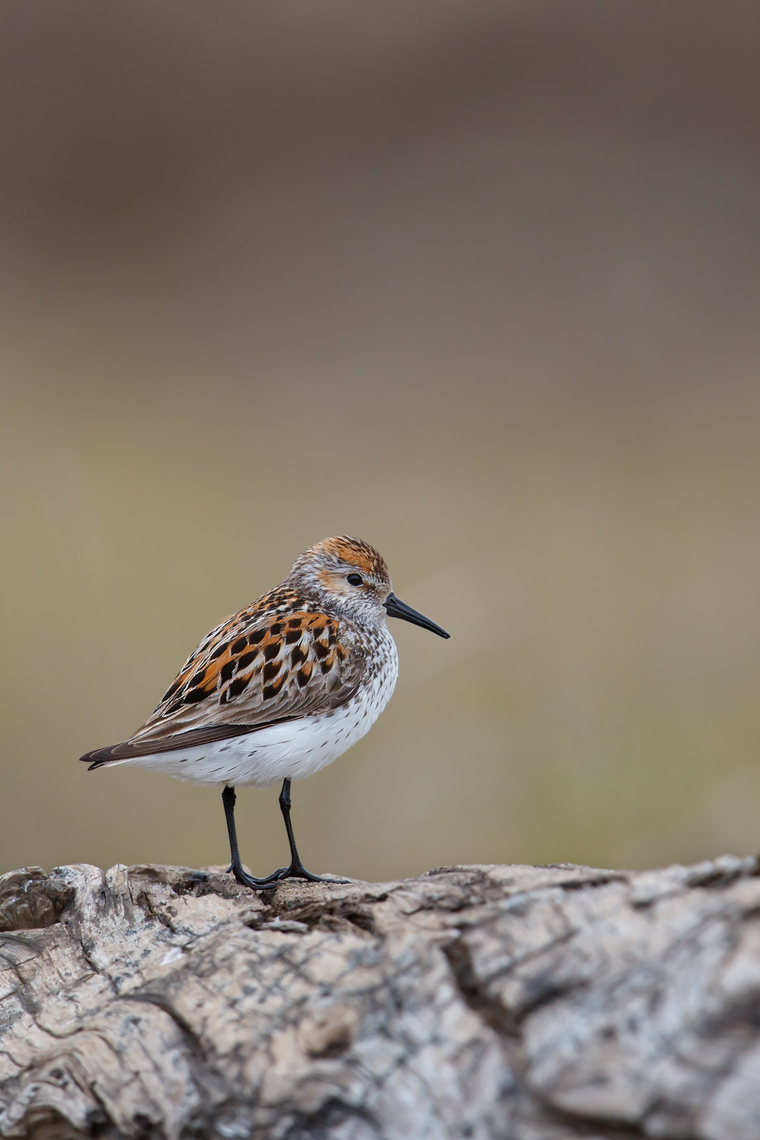 Calidris mauri | Western Sandpiper | tundrasnäppa
