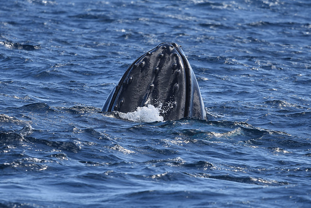 humpback whale (Megaptera novaeangliae)