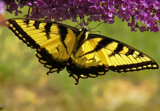 Eastern Tiger Swallowtail2