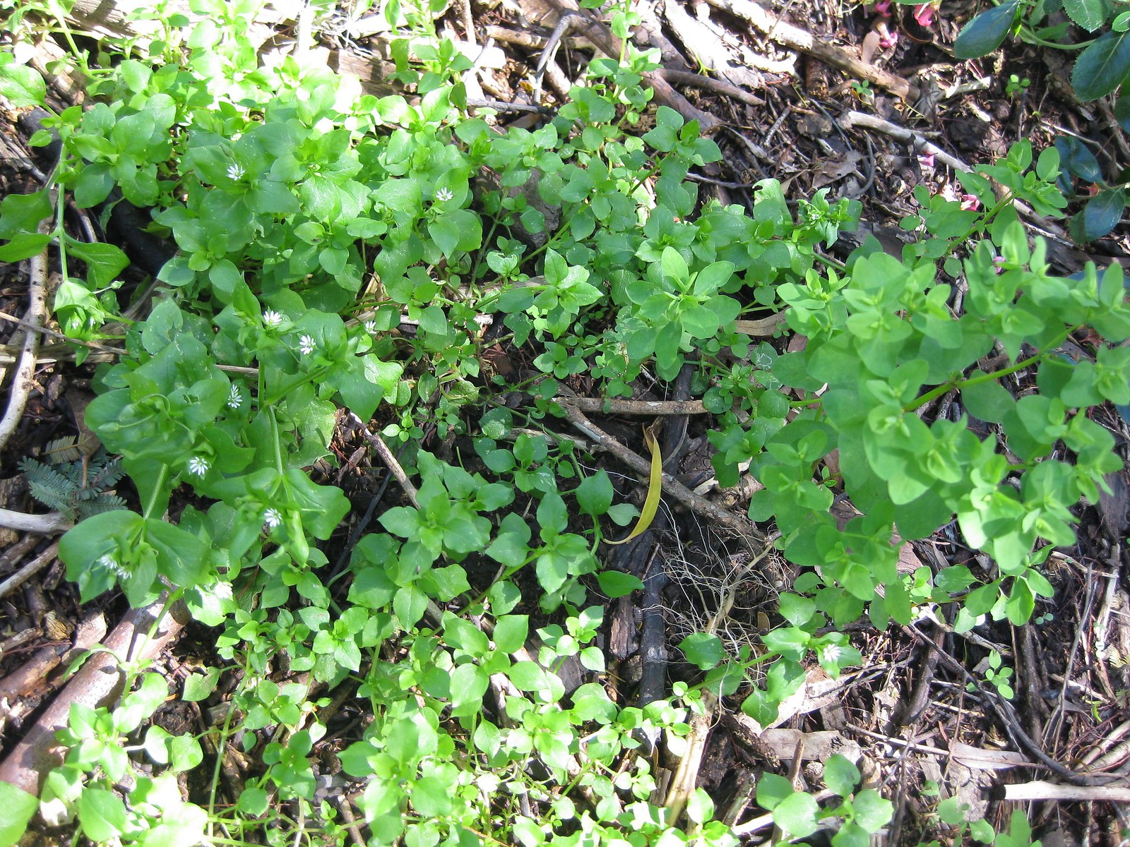 Watch out! Chickweed on the left, petty spurge on the right