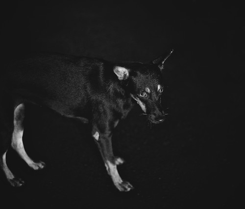 Cold Stare. | by MichelleSimonJadaJana