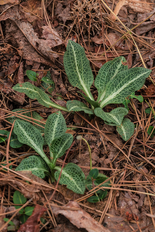 Downy Rattlesnake Plantain orchid leaf