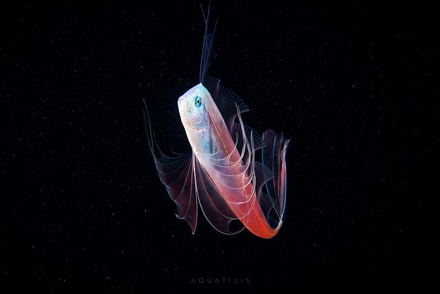 Young oarfish - Regalecus glesne
