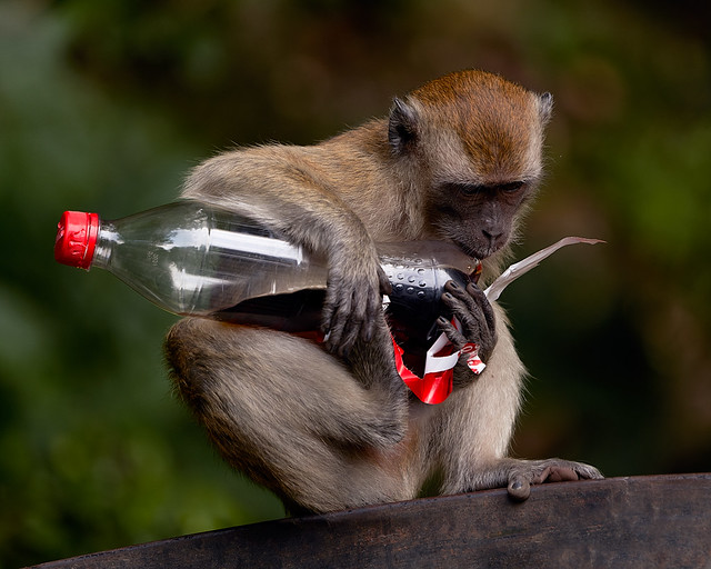 Monkey with a Coke bottle