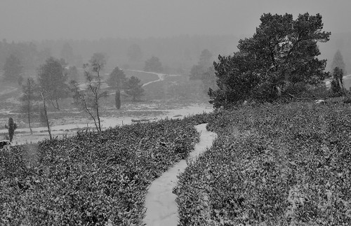 snow schnee winter trees einfarbig landscape blackwhite blackandwhite landschaft monochrome schwarzweiss buesenbachtal büsenbachtal bäume woerme sw bw