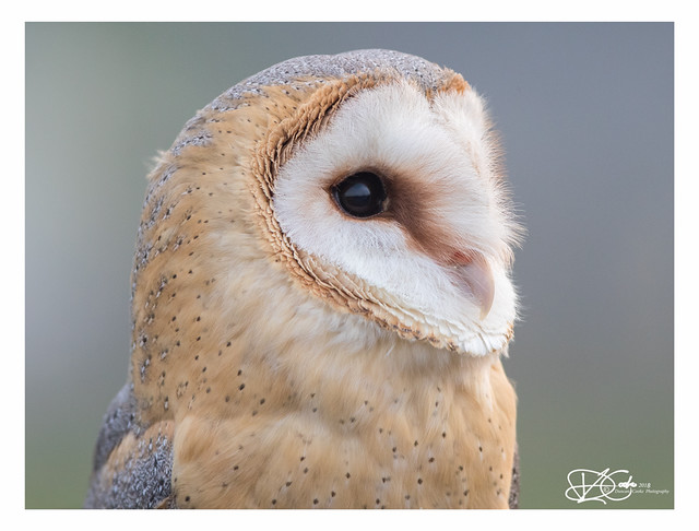 B57I9535-Barn-Owl,-Tyto-alba