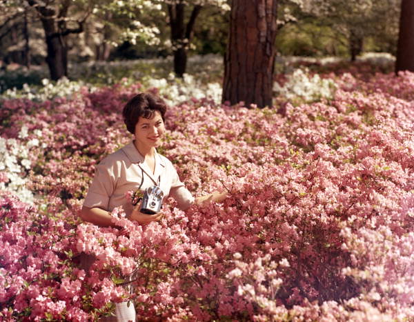 Woman Posing In Azaleas At Killearn Maclay Gardens State Flickr