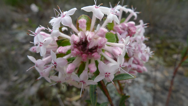 Pimelea linifolia flower