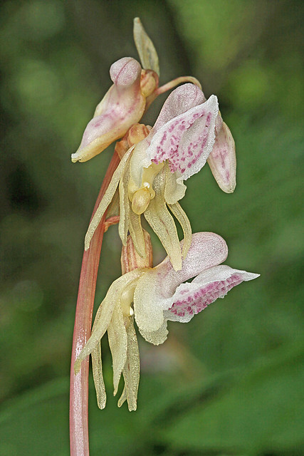 Epipogium  aphyllum