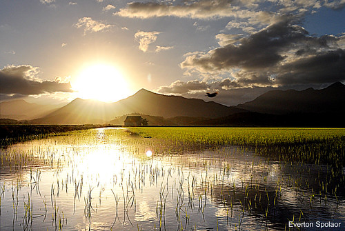 Borning rice - Massaranduba, SC, Brazil by Everton Spolaor, 