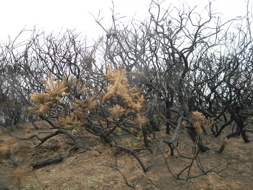 Burnt gorse On the aptly named Firehills. Hastings to Rye