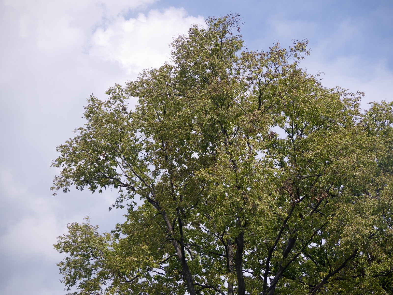 Trees