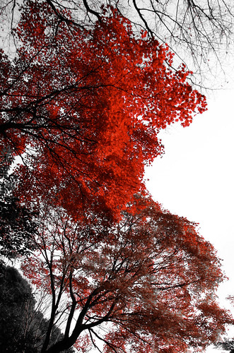 Red maple | by RiShi_12