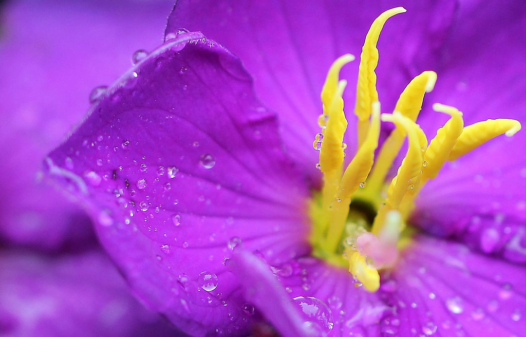 Rain droplets | Bowitiya flowers captured at Hortain Plains,… | Flickr