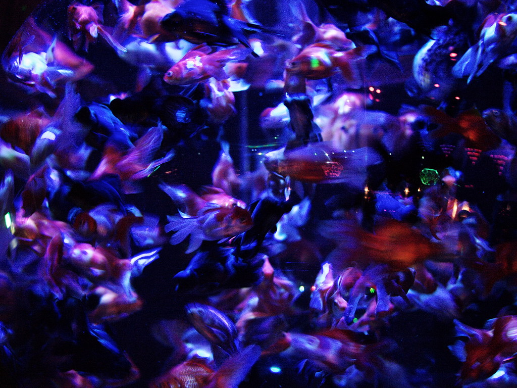 Night Aquarium アートアクアリウム展 ナイトアクアリウム 江戸 金魚の涼 Yuko Flickr