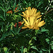 Flickr photo 'J20160907-0032—Grindelia stricta var platyphylla—RPBG—DxO' by: John Rusk.