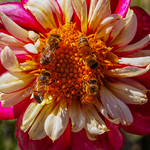 Dahlia and Bees