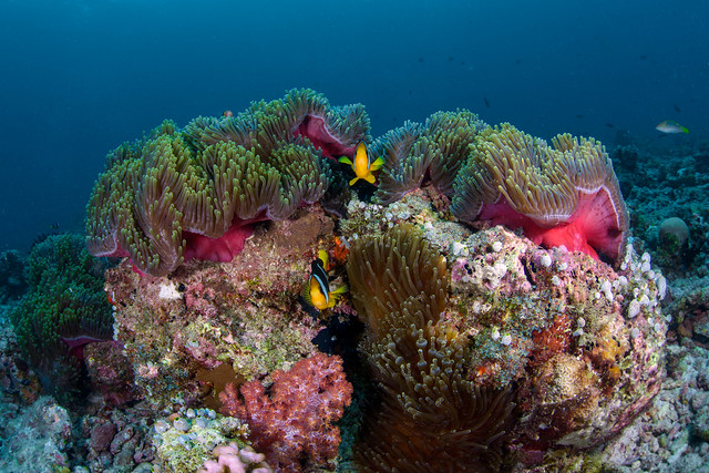 Clownfish & anemones