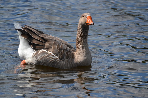 Boss Goose | by Tobyotter