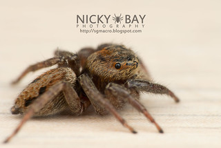Jumping Spider (Hasarius sp.) - DSC_5571