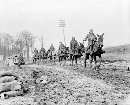 A mule team drawing ammunition along light railway track near Petit Vimy, April 1917 / Équipe à dos d’âne amenant des munitions transportées dans un wagon de chemin de fer léger près de Petit Vimy, avril 1917