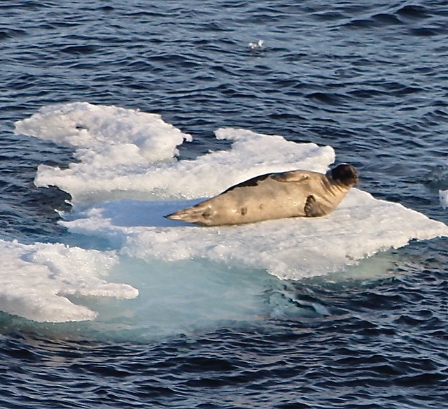 Seal, Labrador Sea, Greenland