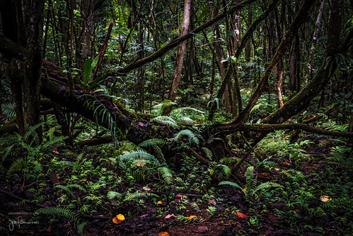 2470mmf28g antillasmayores d5 elyunquenationalforest greaterantilles nikkor nikon puertorico sierradeluquillo westindies bosque bosquepluvial flora forest rainforest woods luquillo pr